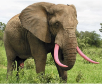 Pink Elephant Tusks courtesy PhotoShop