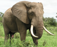 Elephant whitened tusks before pink